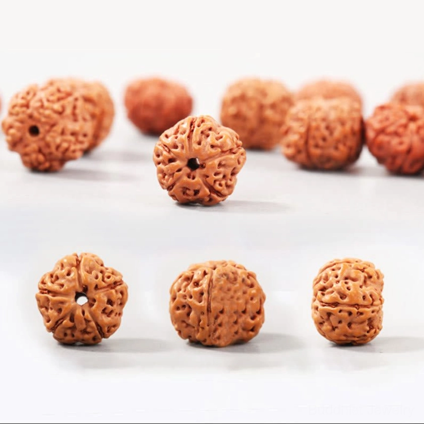 Loose authentic rudraksha bodhi seeds with varied shapes and reddish-brown natural color